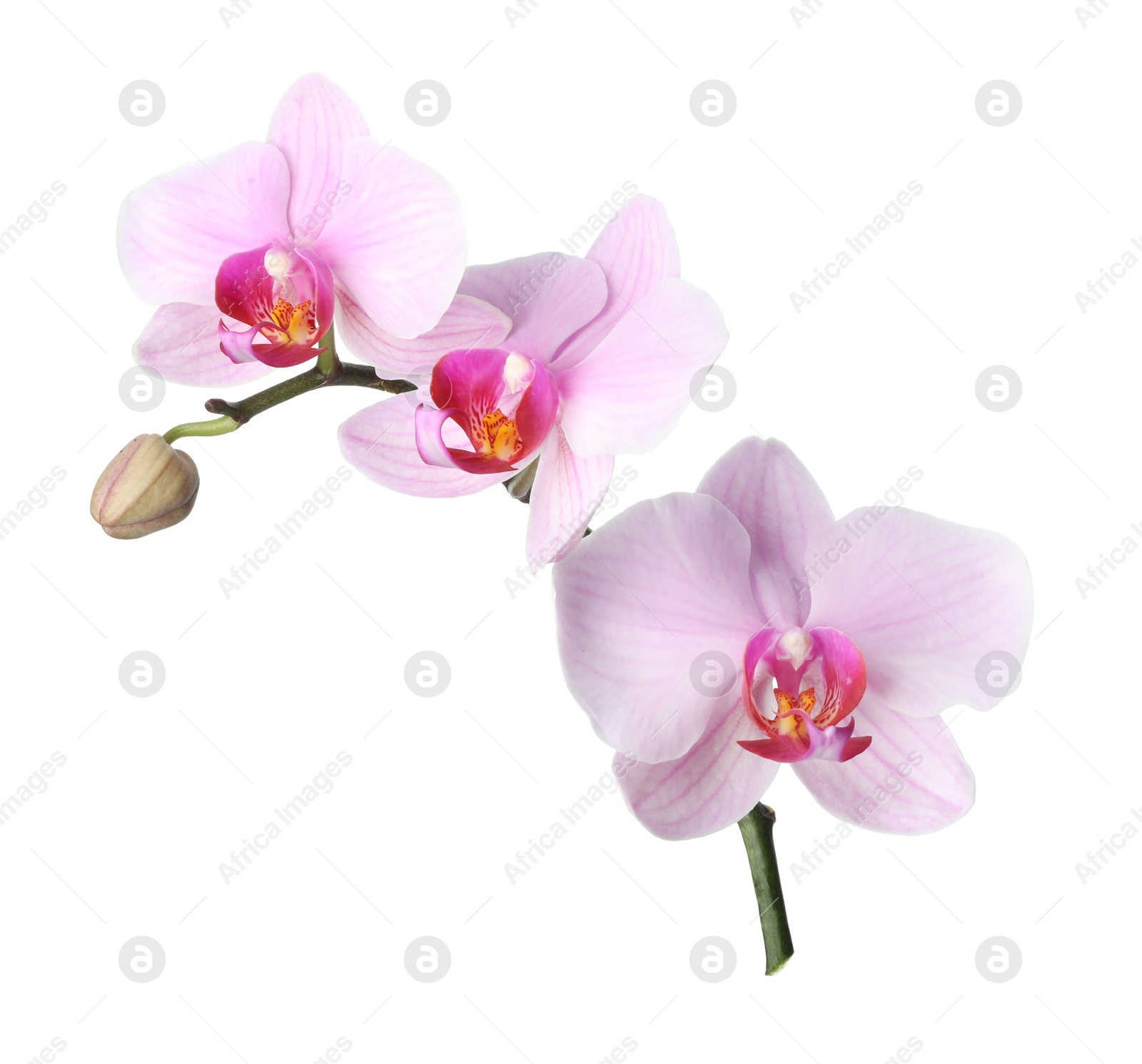 Photo of Branch of beautiful pink Phalaenopsis orchid isolated on white