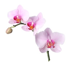 Photo of Branch of beautiful pink Phalaenopsis orchid isolated on white