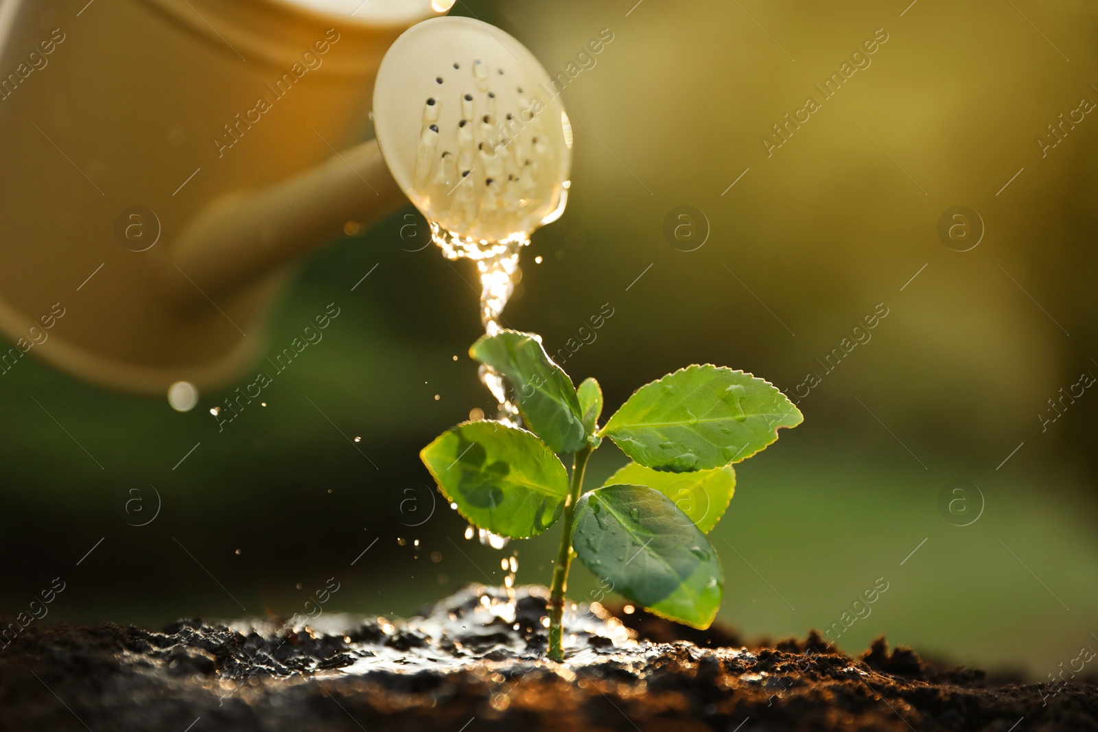 Photo of Watering young seedling with can outdoors, closeup