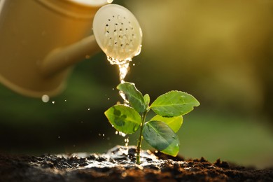 Photo of Watering young seedling with can outdoors, closeup