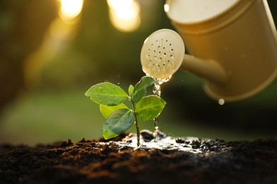 Photo of Watering young seedling with can outdoors, closeup