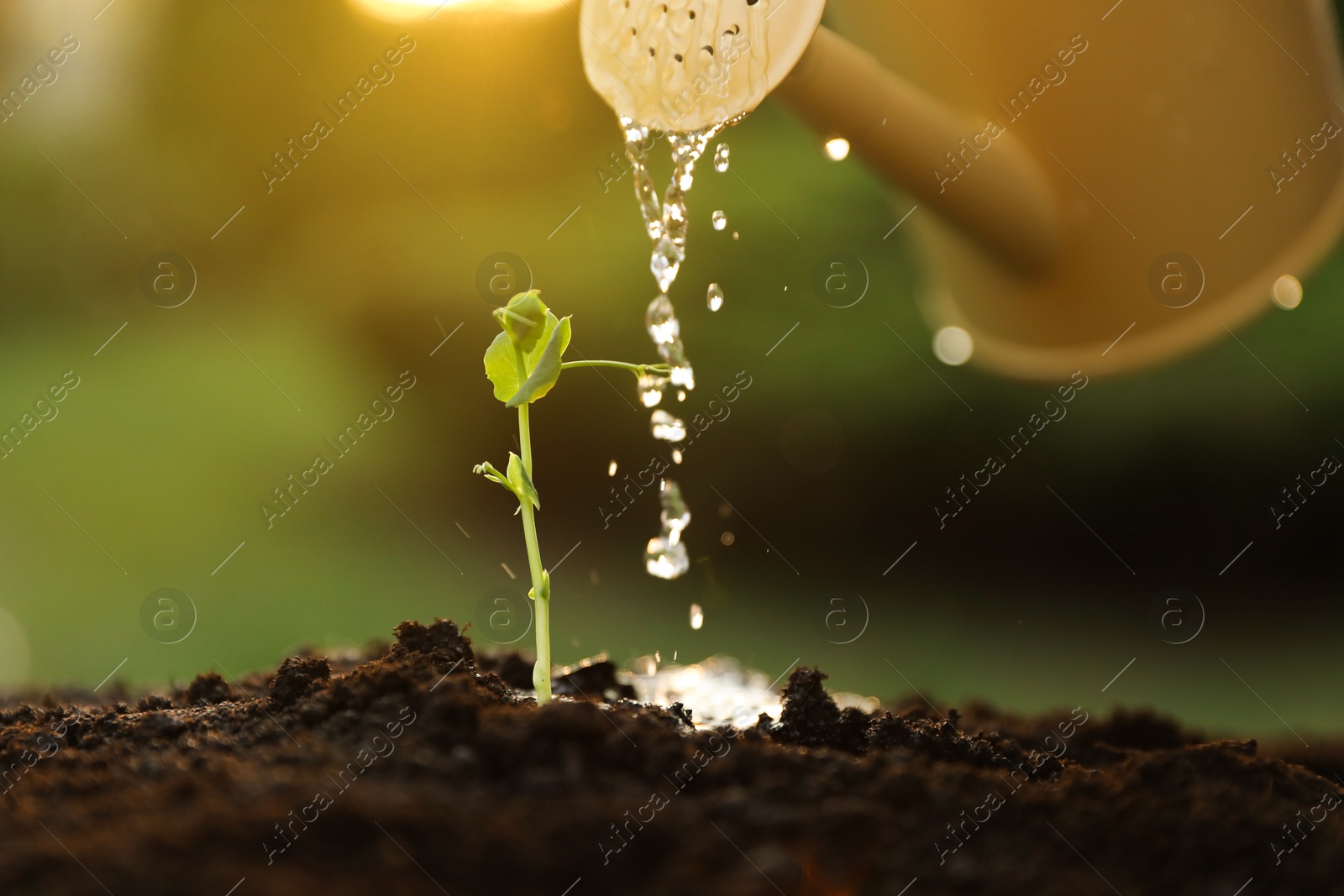 Photo of Watering young seedling with can outdoors, closeup