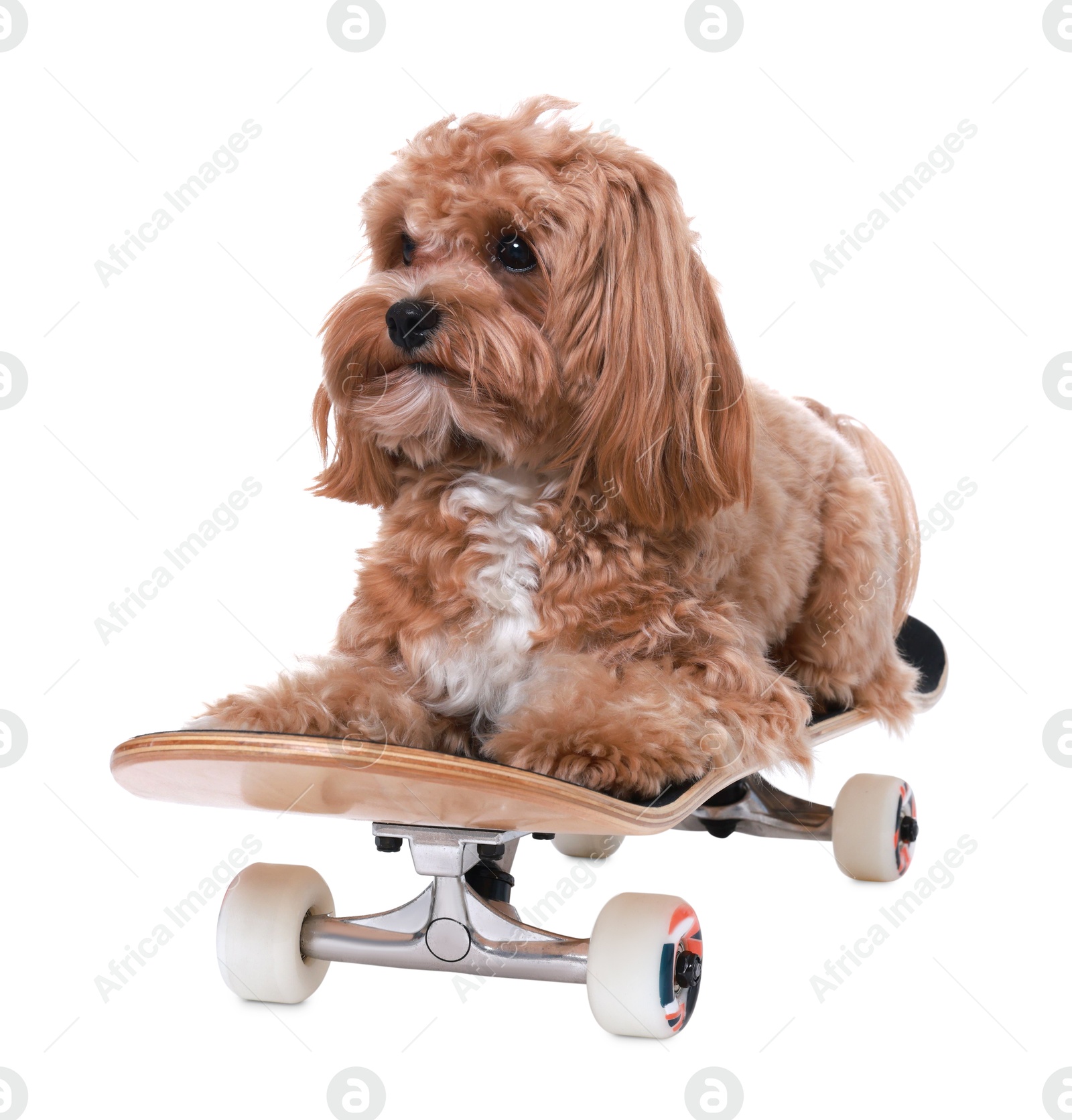 Photo of Cute Maltipoo dog on skateboard against white background