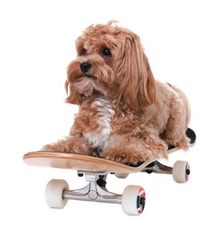 Photo of Cute Maltipoo dog on skateboard against white background