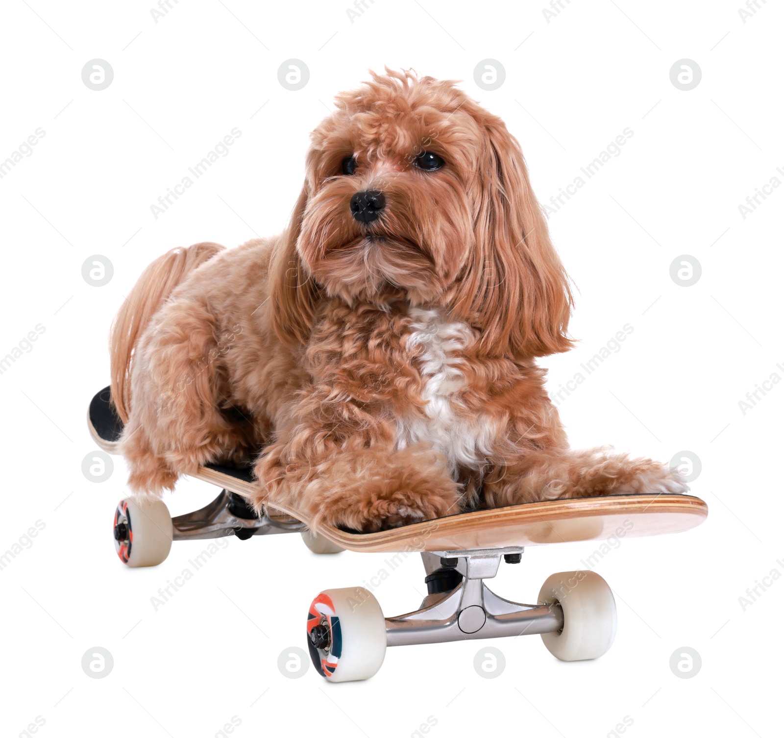 Photo of Cute Maltipoo dog on skateboard against white background