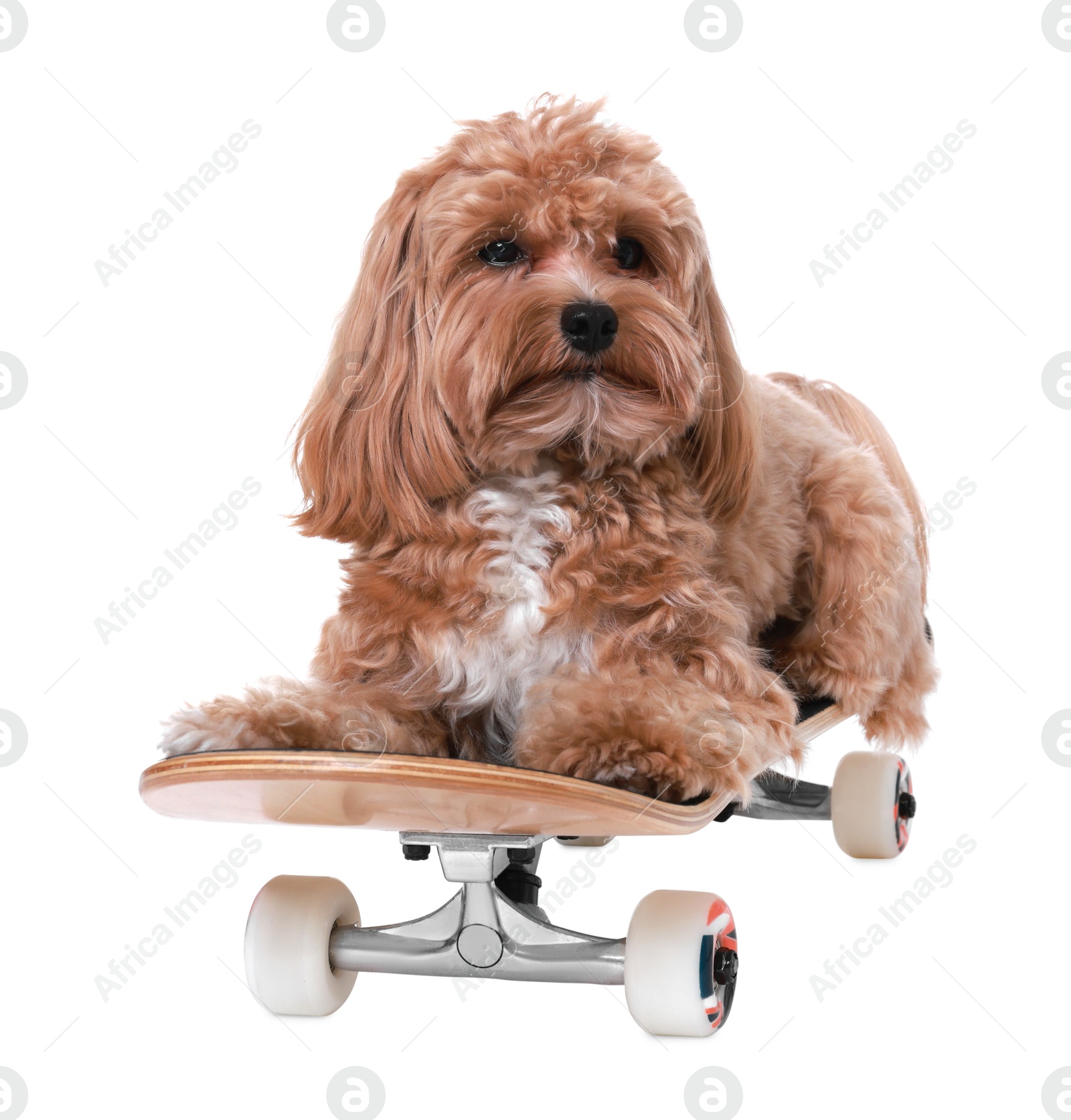 Photo of Cute Maltipoo dog on skateboard against white background