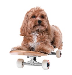 Photo of Cute Maltipoo dog on skateboard against white background