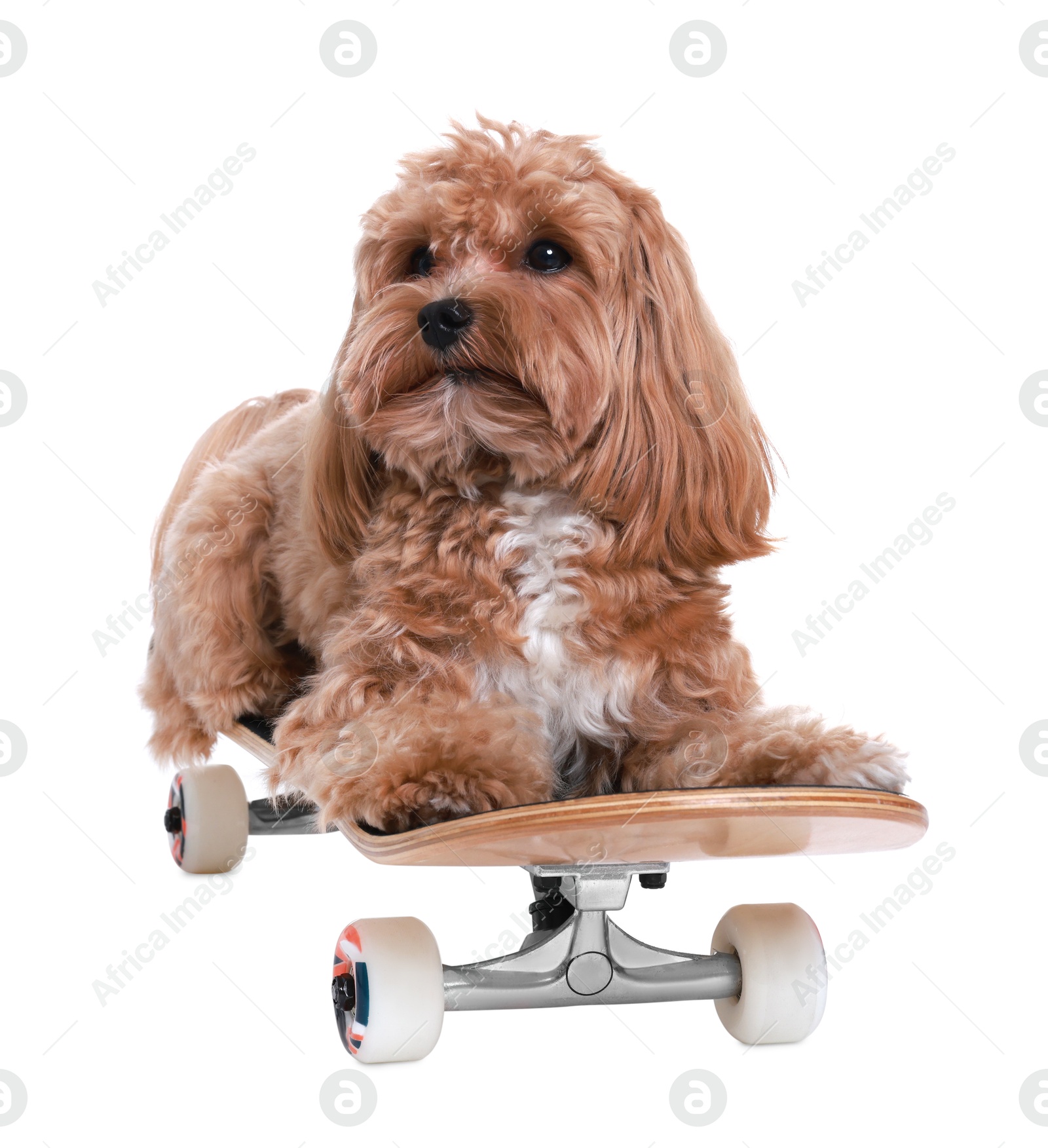 Photo of Cute Maltipoo dog on skateboard against white background