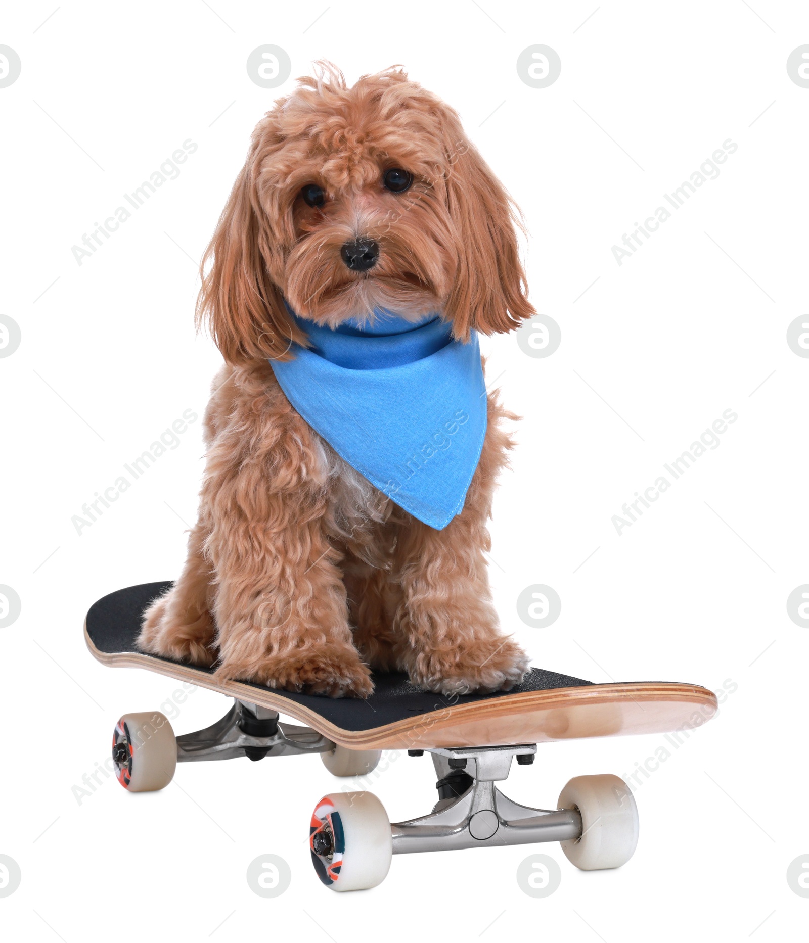 Photo of Cute Maltipoo dog on skateboard against white background