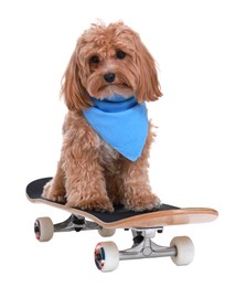 Photo of Cute Maltipoo dog on skateboard against white background