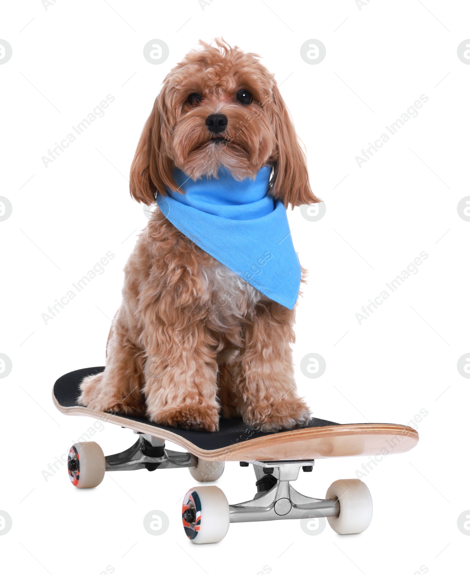 Photo of Cute Maltipoo dog on skateboard against white background