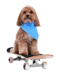 Photo of Cute Maltipoo dog on skateboard against white background