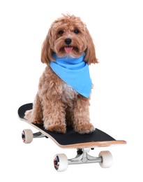 Photo of Cute Maltipoo dog on skateboard against white background