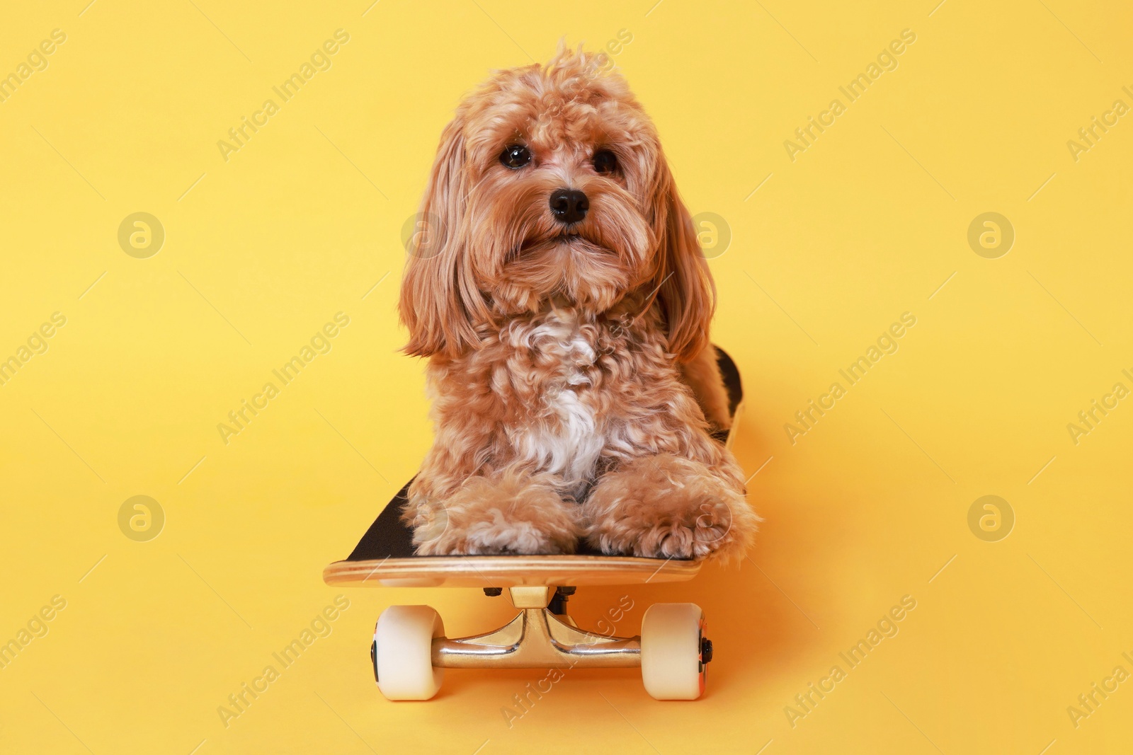 Photo of Cute Maltipoo dog on skateboard against orange background