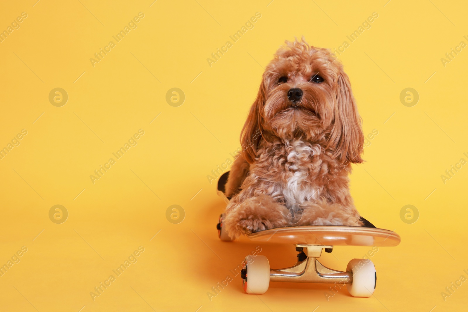 Photo of Cute Maltipoo dog on skateboard against orange background. Space for text