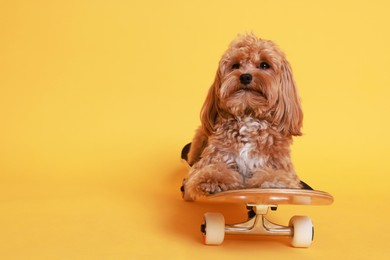 Photo of Cute Maltipoo dog on skateboard against orange background. Space for text