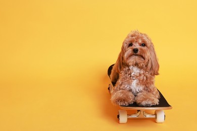 Photo of Cute Maltipoo dog on skateboard against orange background. Space for text