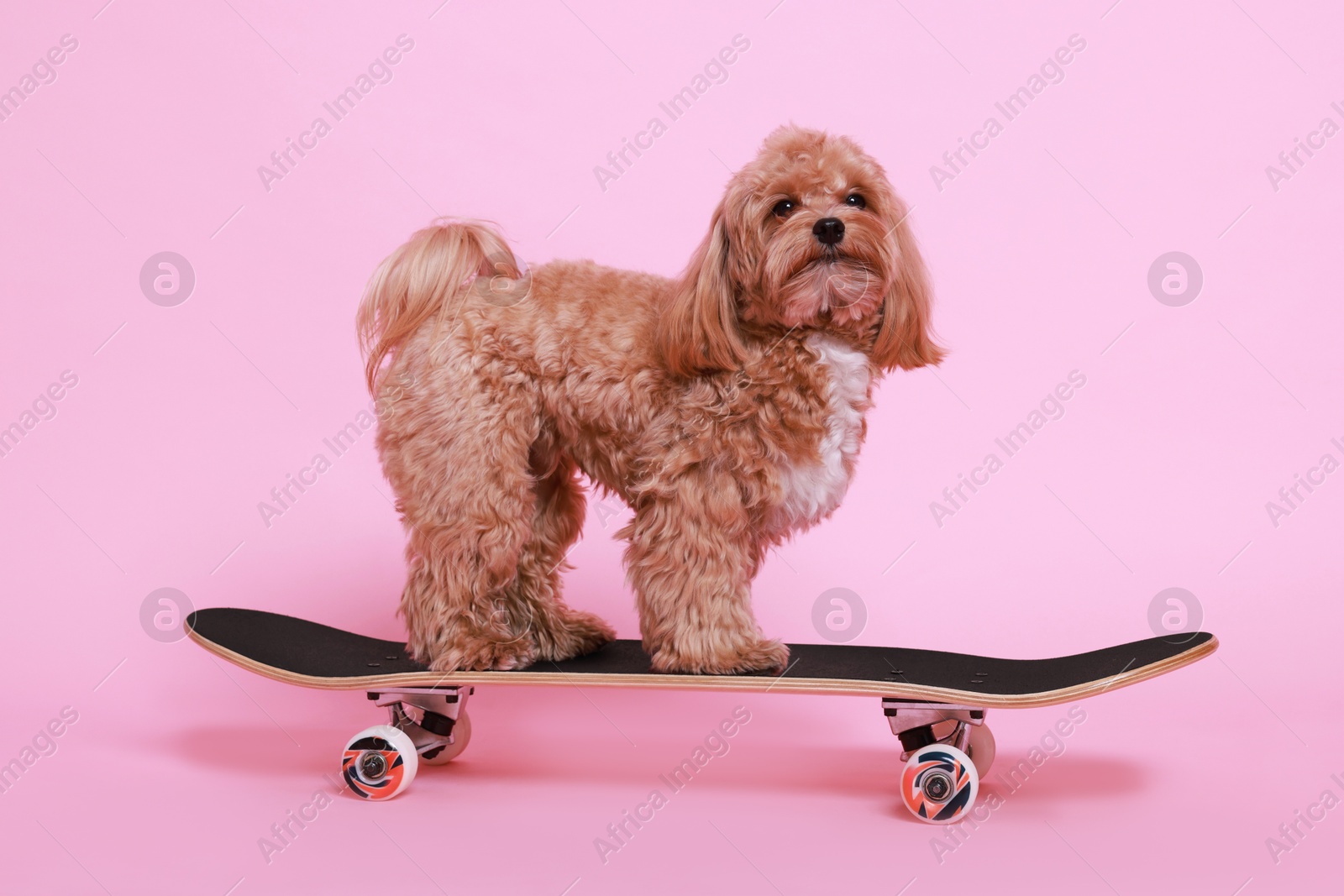 Photo of Cute Maltipoo dog on skateboard against pink background