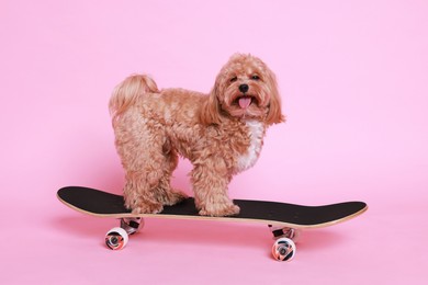 Photo of Cute Maltipoo dog on skateboard against pink background