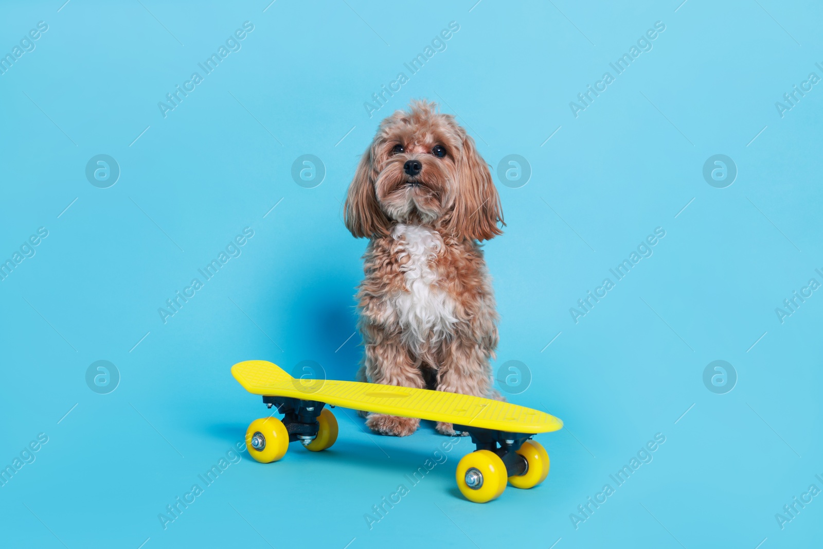 Photo of Cute Maltipoo dog with mini penny board against light blue background