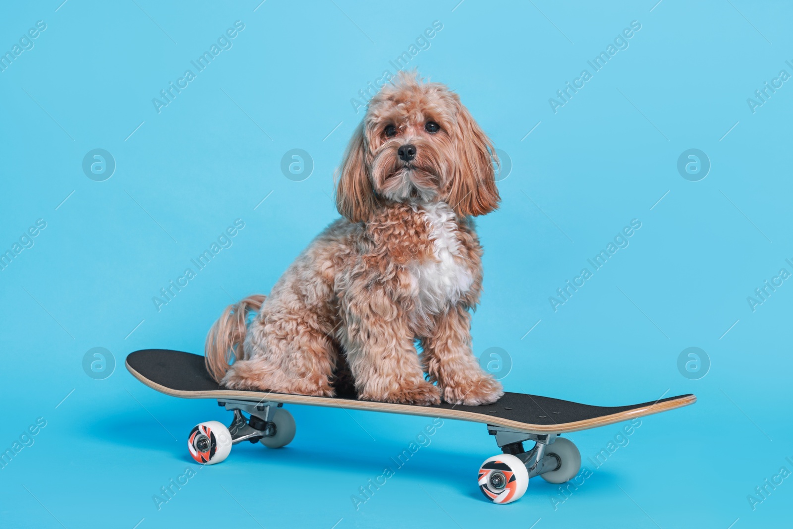 Photo of Cute Maltipoo dog on skateboard against light blue background