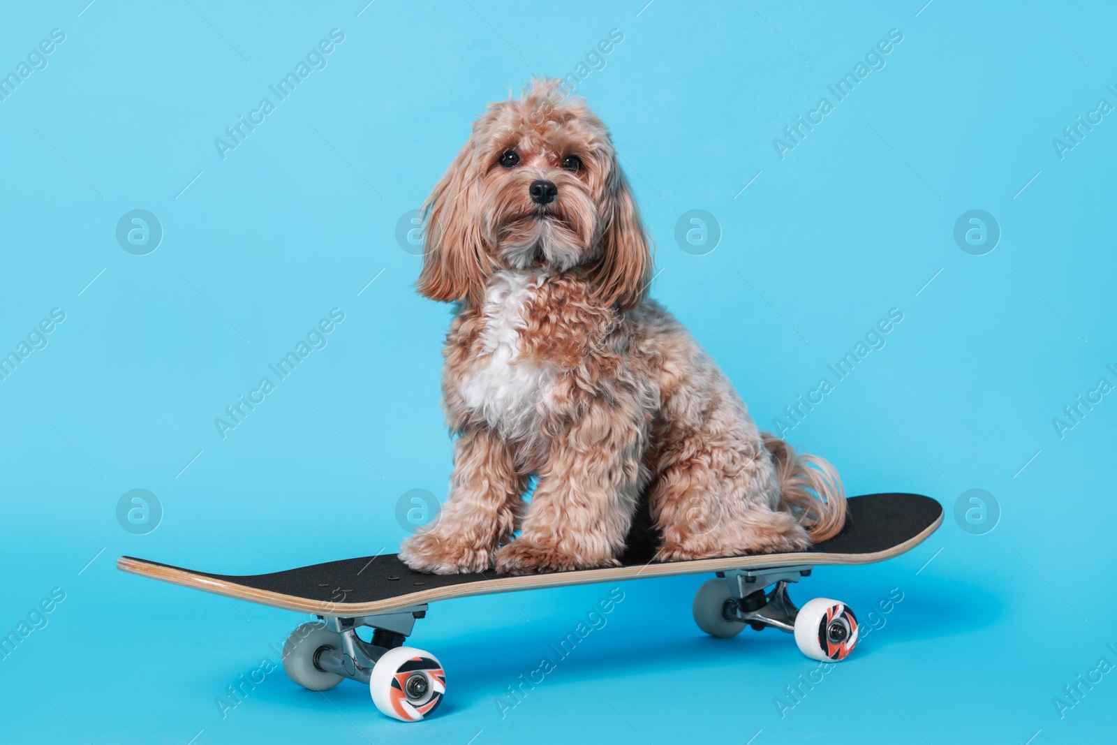 Photo of Cute Maltipoo dog on skateboard against light blue background