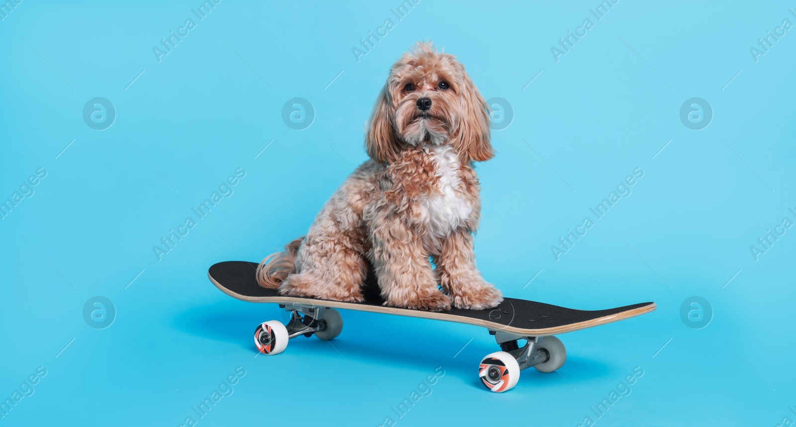 Photo of Cute Maltipoo dog on skateboard against light blue background