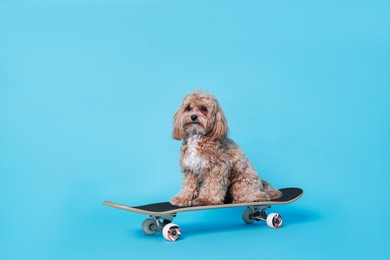 Photo of Cute Maltipoo dog on skateboard against light blue background