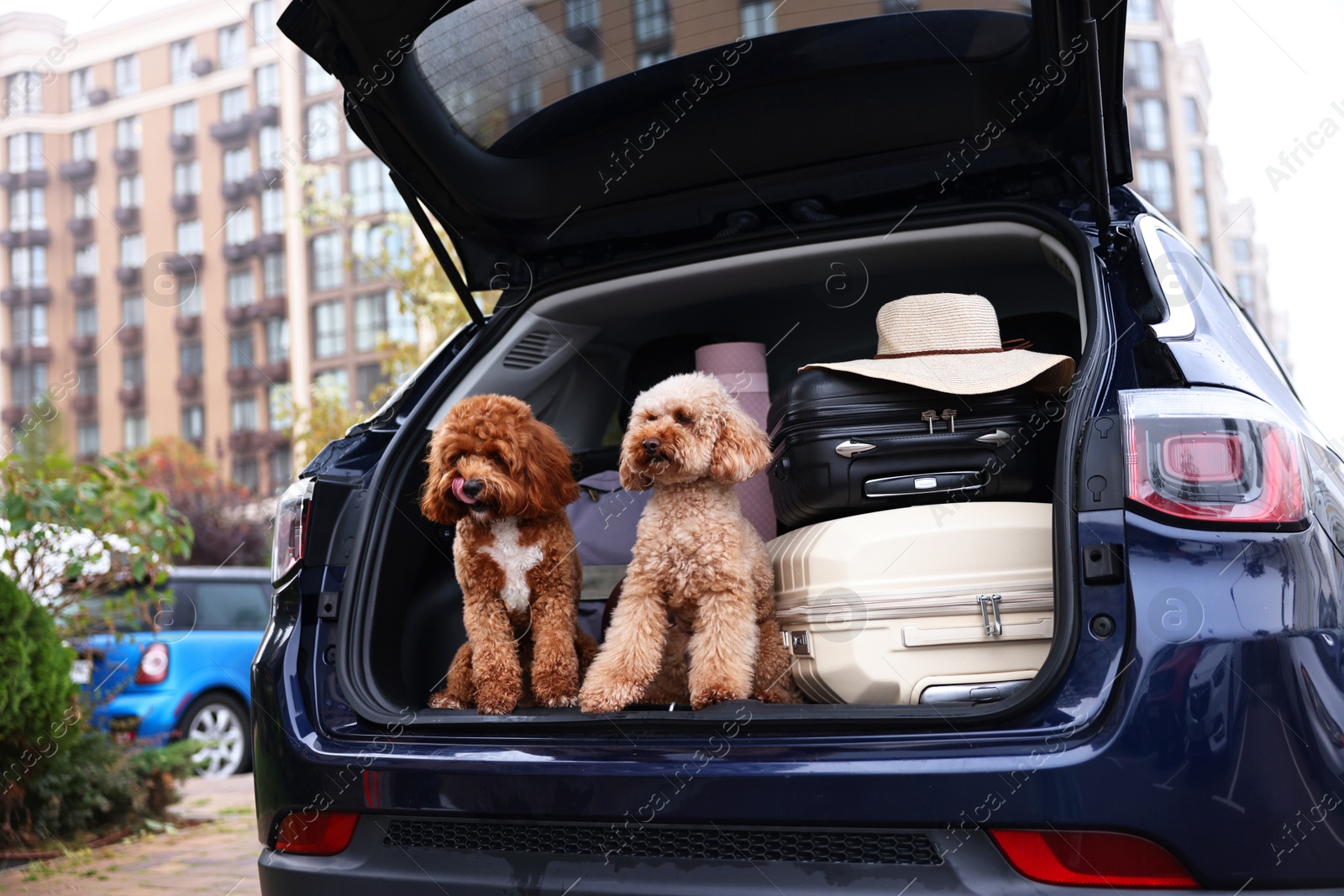 Photo of Cute fluffy dogs sitting near suitcases in car trunk