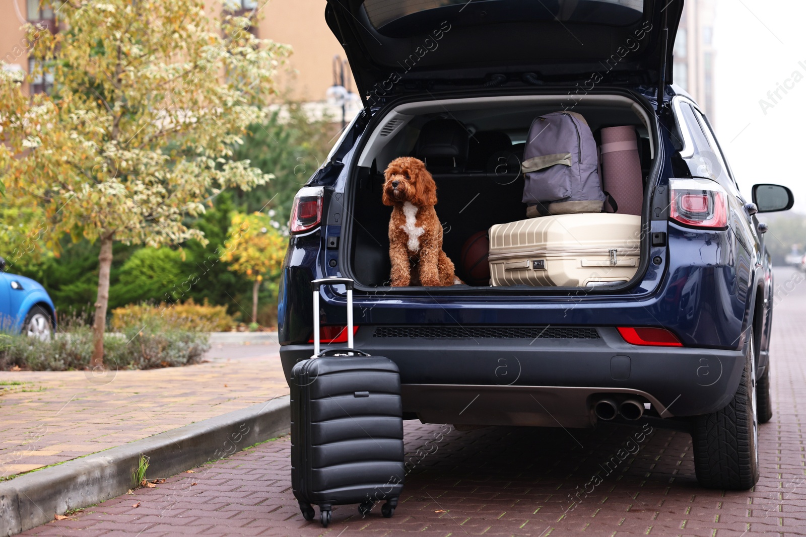 Photo of Cute Cavapoo dog and different stuff in car trunk