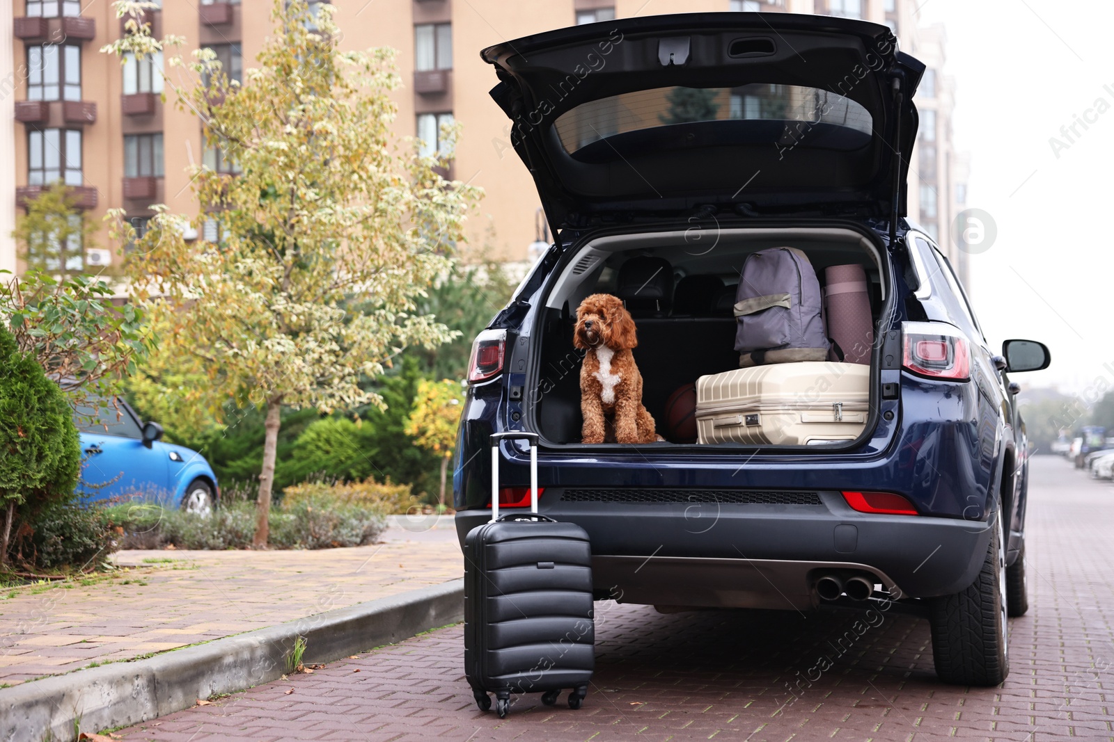 Photo of Cute Cavapoo dog and different stuff in car trunk