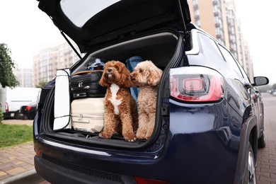 Cute fluffy dogs with suitcase and other stuff in car trunk