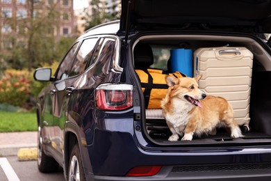 Pembroke Welsh Corgi with suitcases and other stuff in car trunk