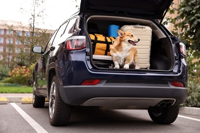 Photo of Pembroke Welsh Corgi with suitcases and other stuff in car trunk