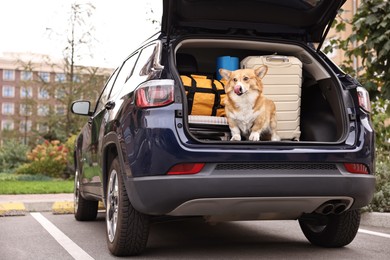 Photo of Pembroke Welsh Corgi with suitcases and other stuff in car trunk