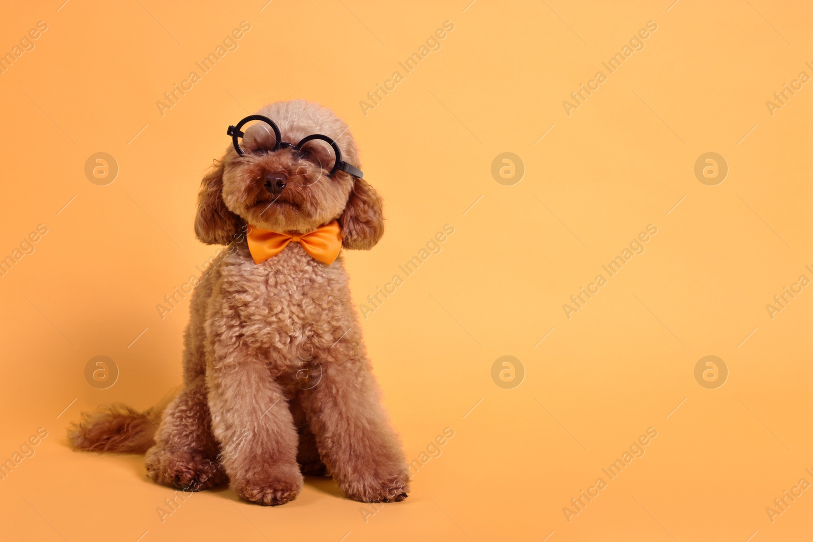 Photo of Cute Toy Poodle dog wearing bow tie and glasses on yellow background, space for text