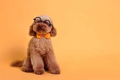 Cute Toy Poodle dog wearing bow tie and glasses on yellow background, space for text