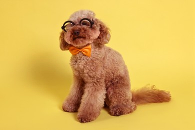 Cute Toy Poodle dog wearing bow tie and glasses on yellow background