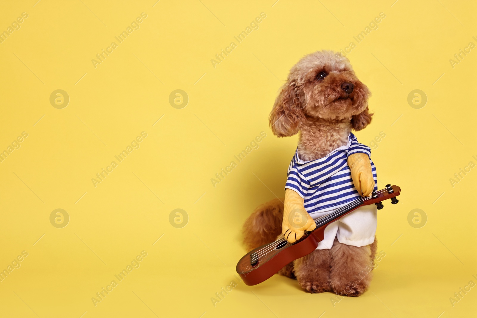 Photo of Cute Toy Poodle dog in musician costume on yellow background, space for text