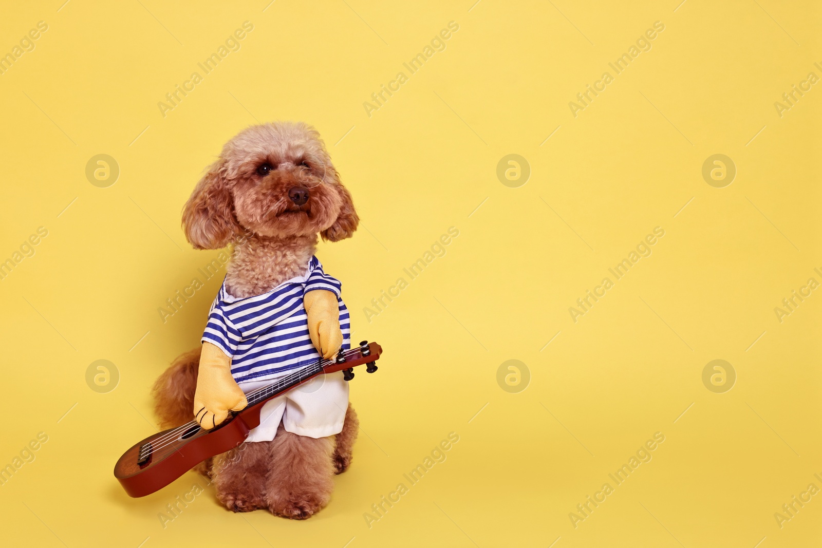 Photo of Cute Toy Poodle dog in musician costume on yellow background, space for text