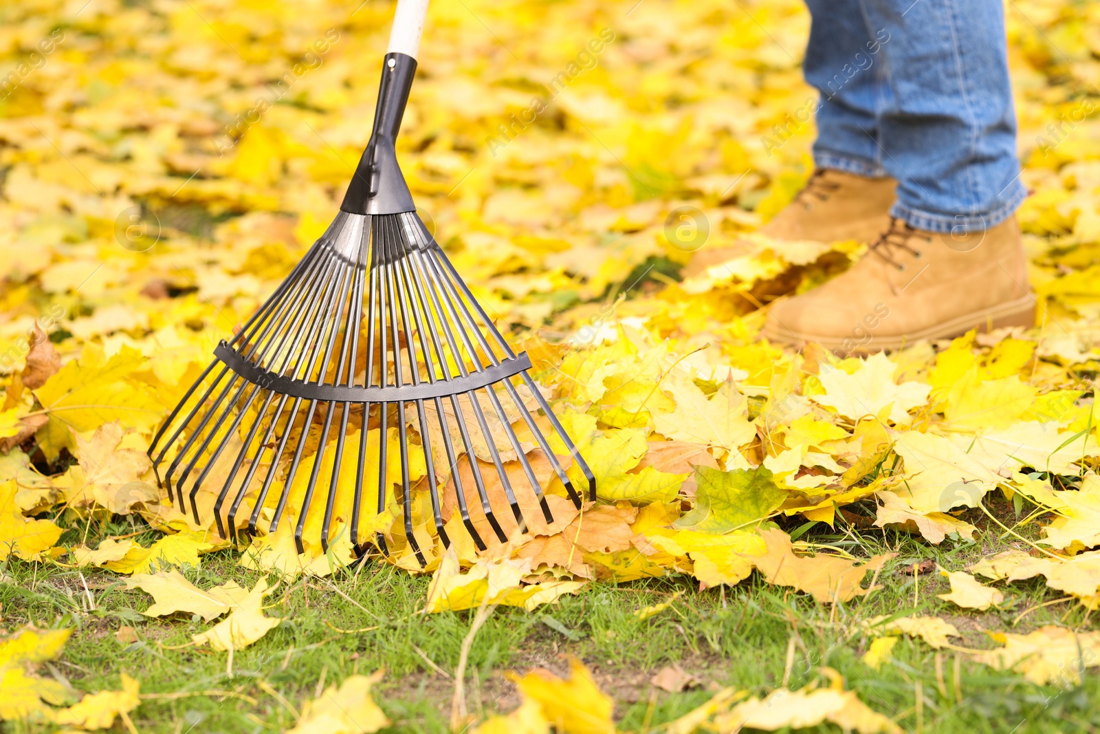 Photo of Man gathering fallen leaves with fan rake outdoors, closeup