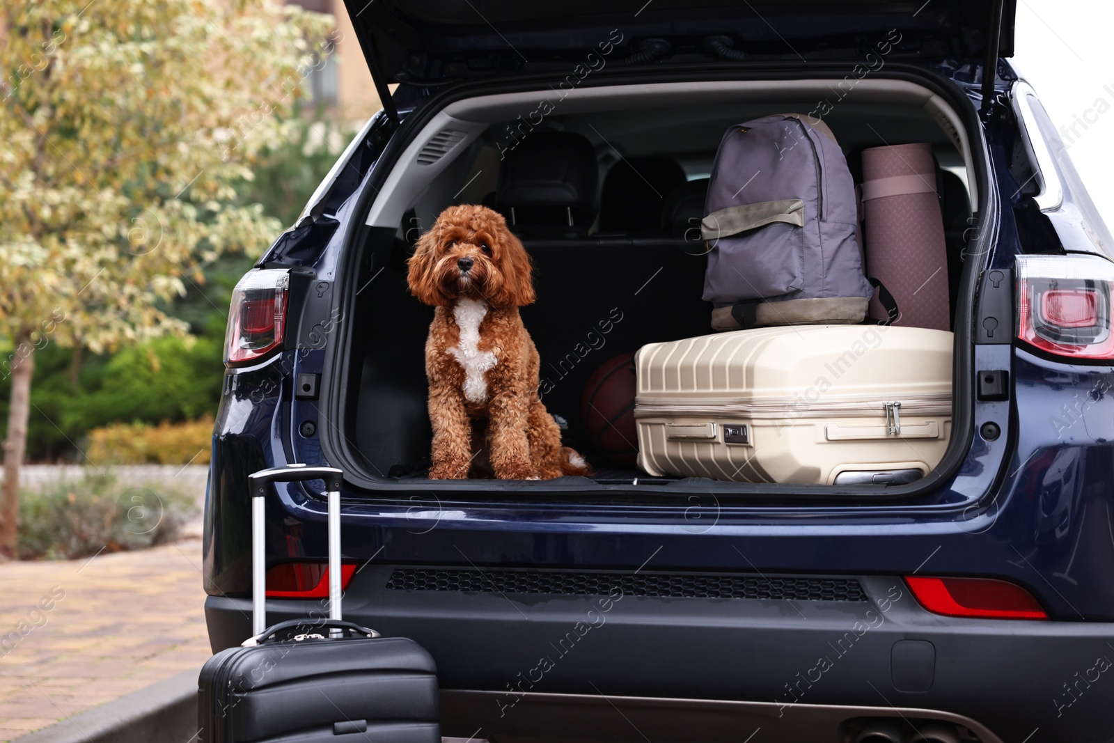 Photo of Cute Cavapoo dog and different stuff in car trunk