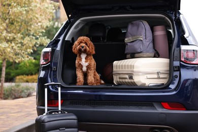 Photo of Cute Cavapoo dog and different stuff in car trunk