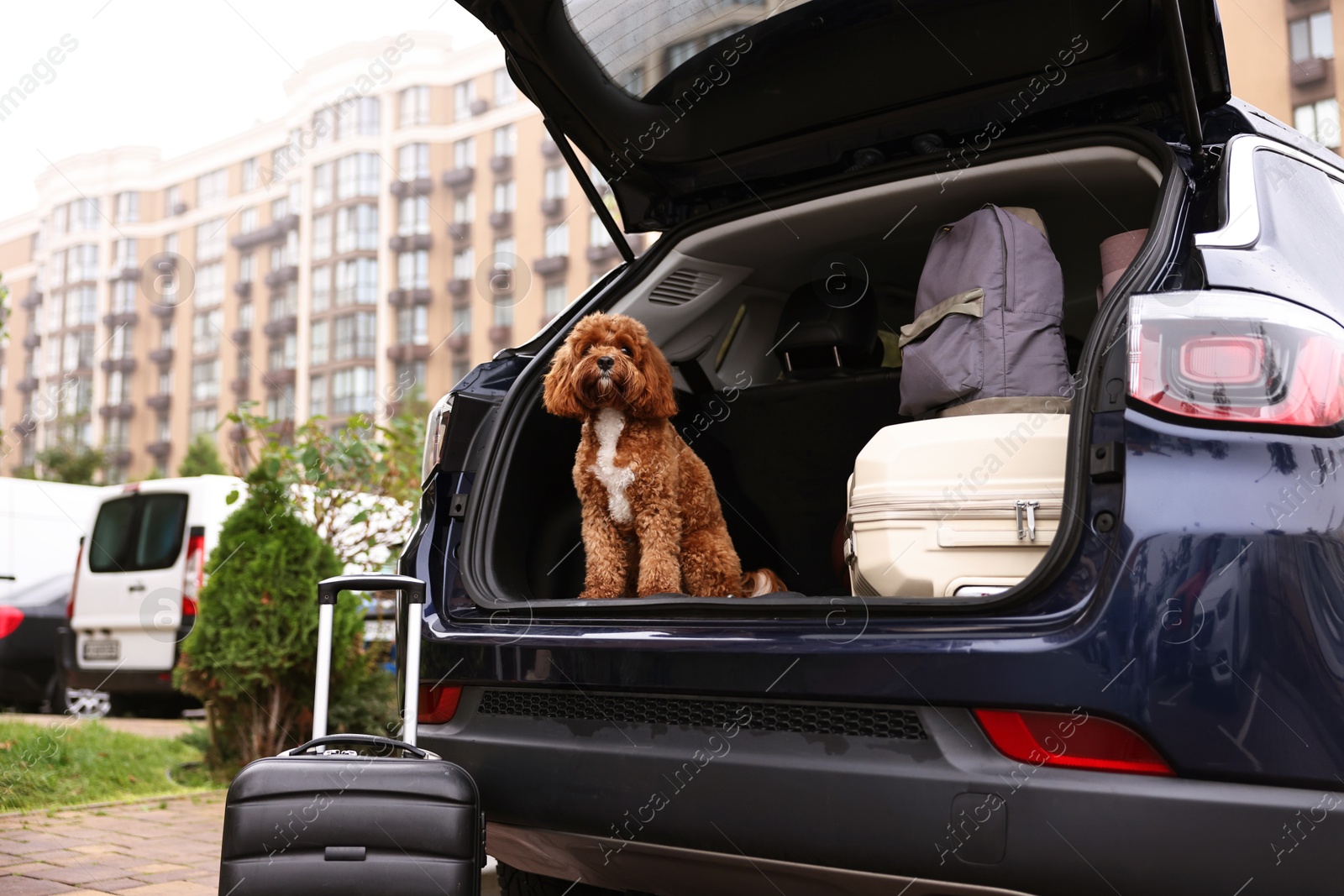 Photo of Cute Cavapoo dog and different stuff in car trunk