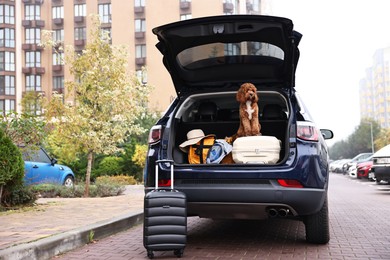 Cute Cavapoo dog and different stuff in car trunk