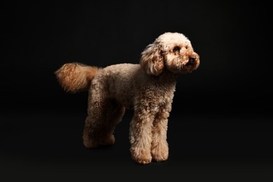 Photo of Cute Toy Poodle dog on black background, space for text. Lovely pet