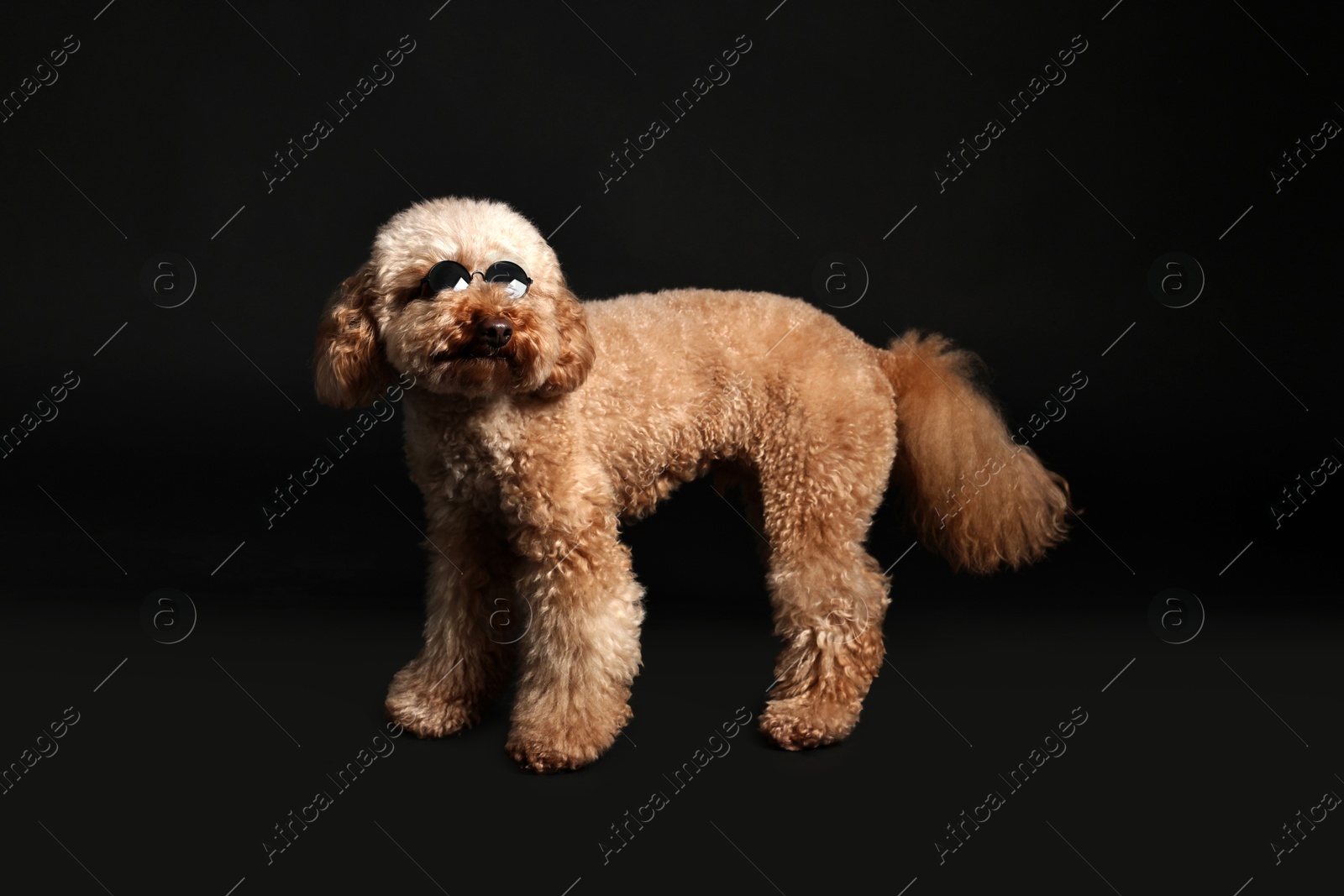 Photo of Cute Toy Poodle dog in sunglasses on black background. Lovely pet