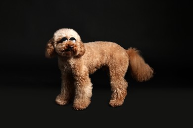 Cute Toy Poodle dog in sunglasses on black background. Lovely pet