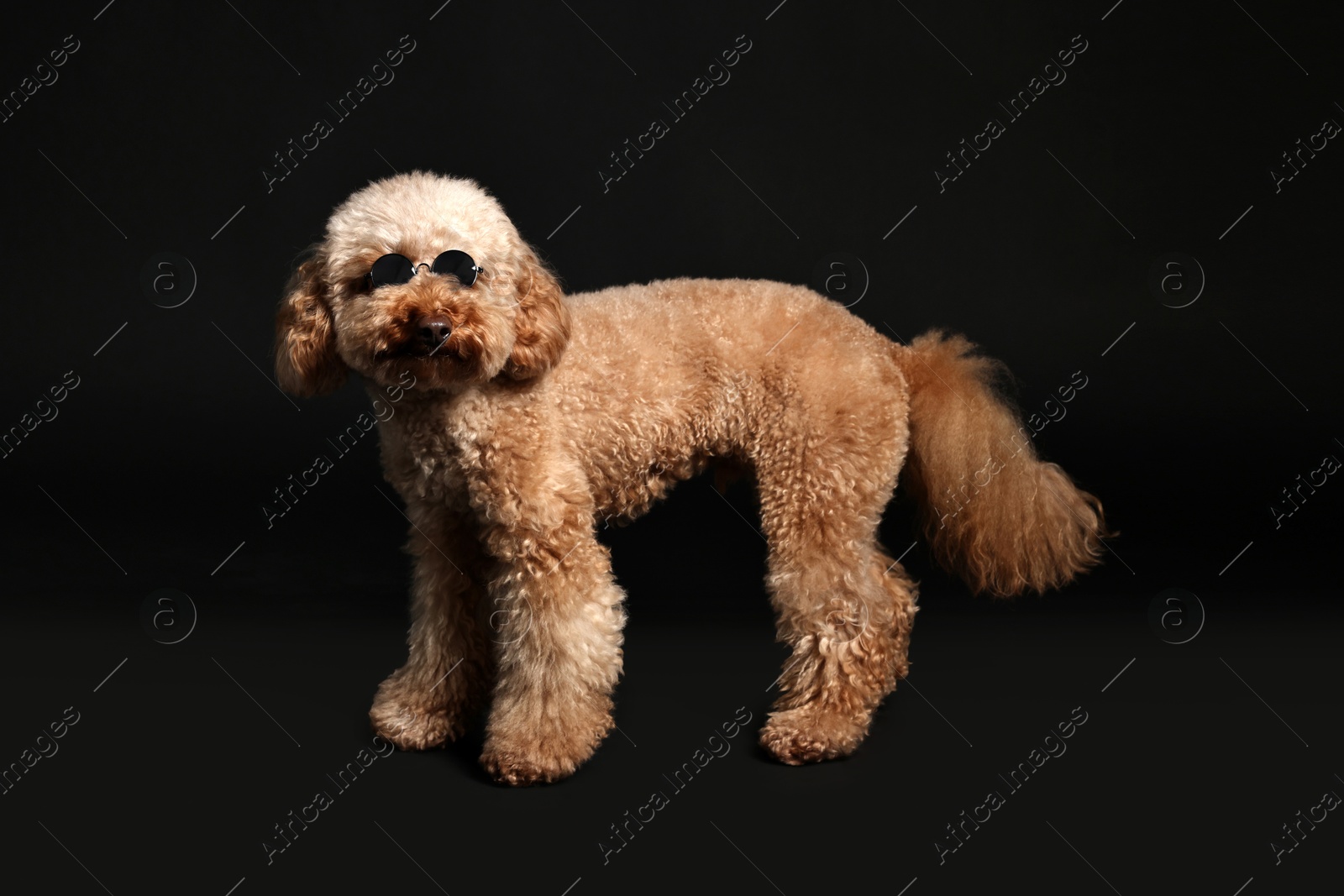 Photo of Cute Toy Poodle dog in sunglasses on black background. Lovely pet