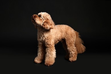 Photo of Cute Toy Poodle dog in sunglasses on black background. Lovely pet